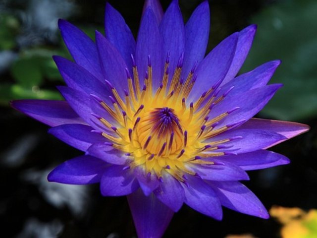 Blauw Lotus